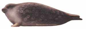 Magnes drewniany foka obrączkowana